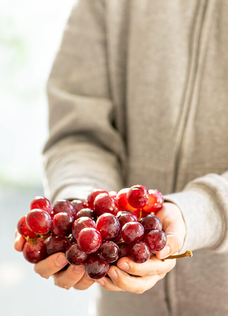The Wine Lover’s Guide to Franschhoek: The Ultimate Wine Tram Experience